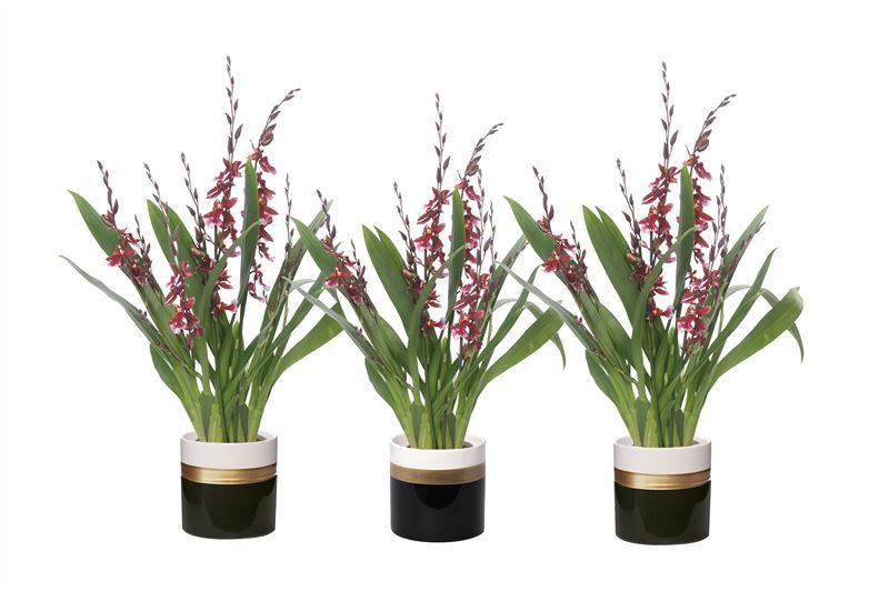 Dolomite p12 Horizon black Cambria Barrocco Red 5-6T45+ regular, D 12