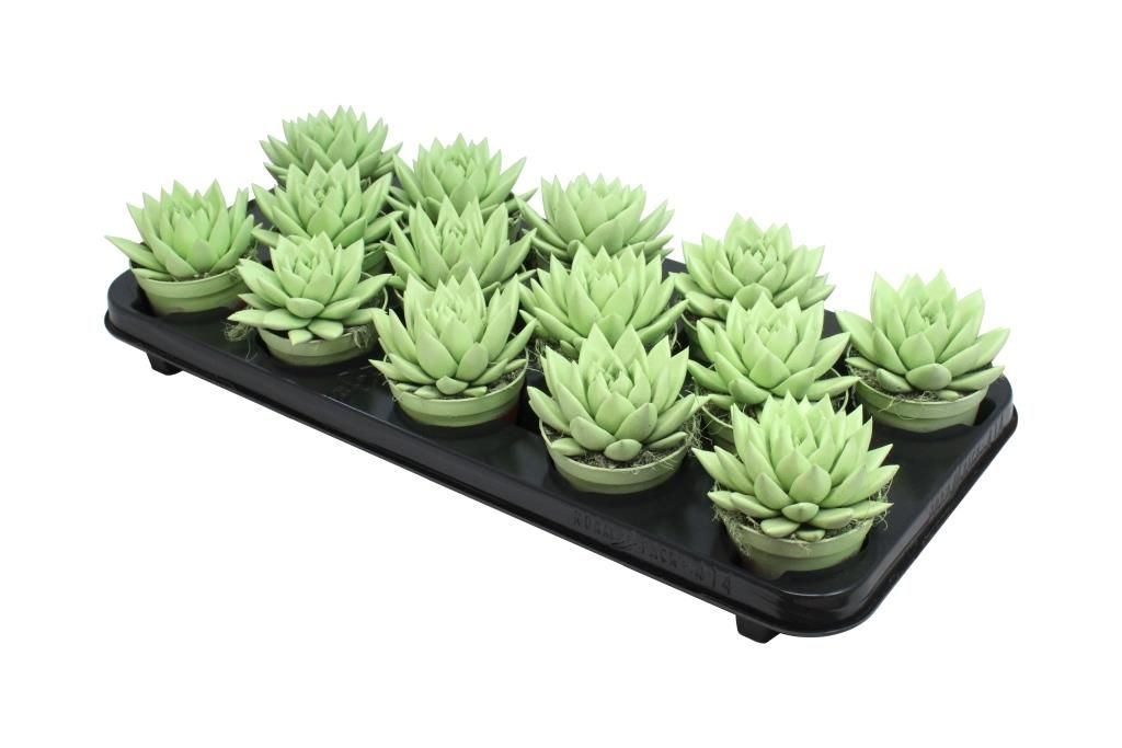 Miranda coloured pastel green, D 8,5