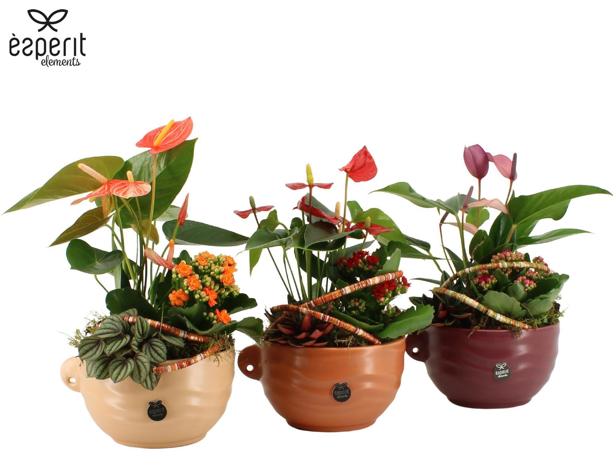 41768: Recreate arrangement, D 17