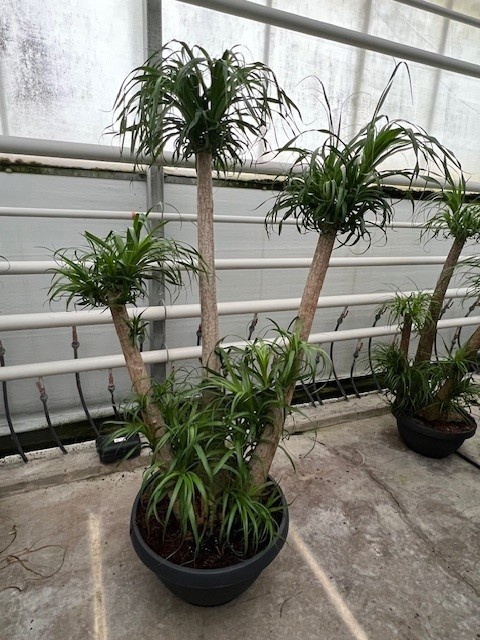 Beaucarnea vertakt P70 - 5ft, D 70