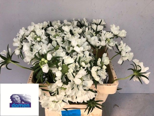 Скабиоза Аннабель 55, шт.