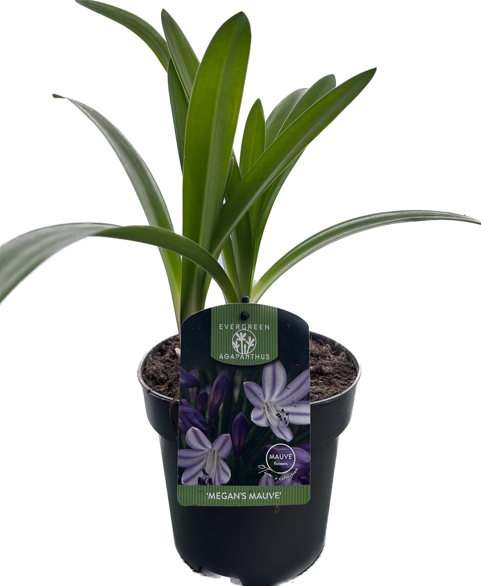 Agapanthus 'Megans Mauve' P17 EVERGREEN, D 17