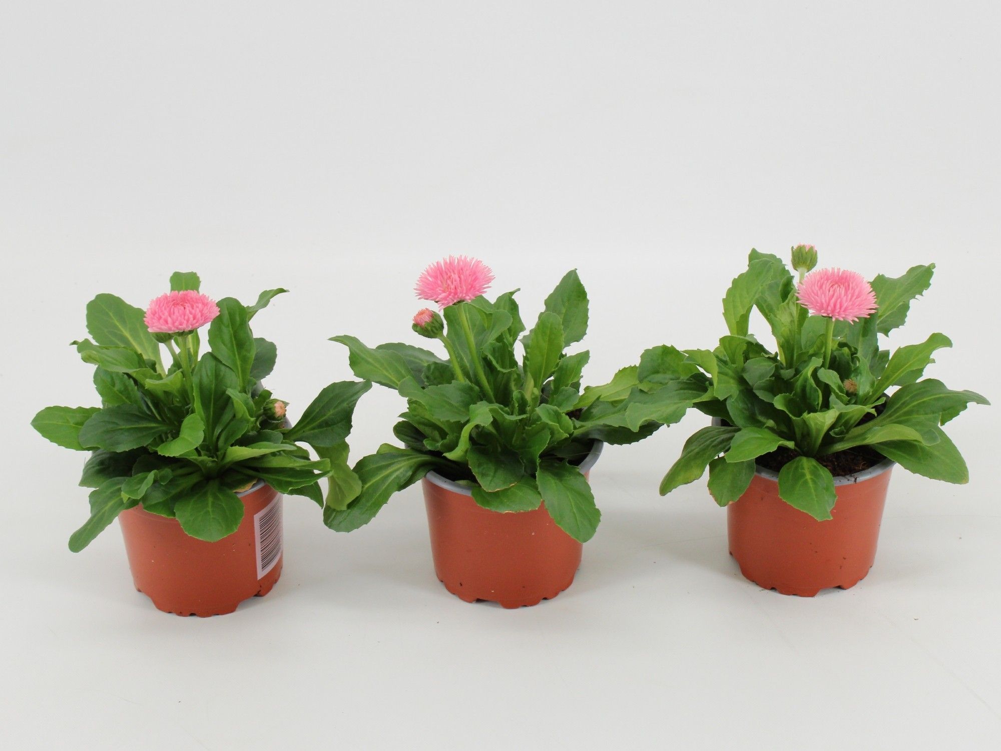 bellis Perennis Dubbel bloemig Roze, D 10,5