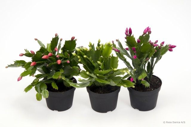 SCHLUMBERGERA-HYBRID 'Mix', D 12