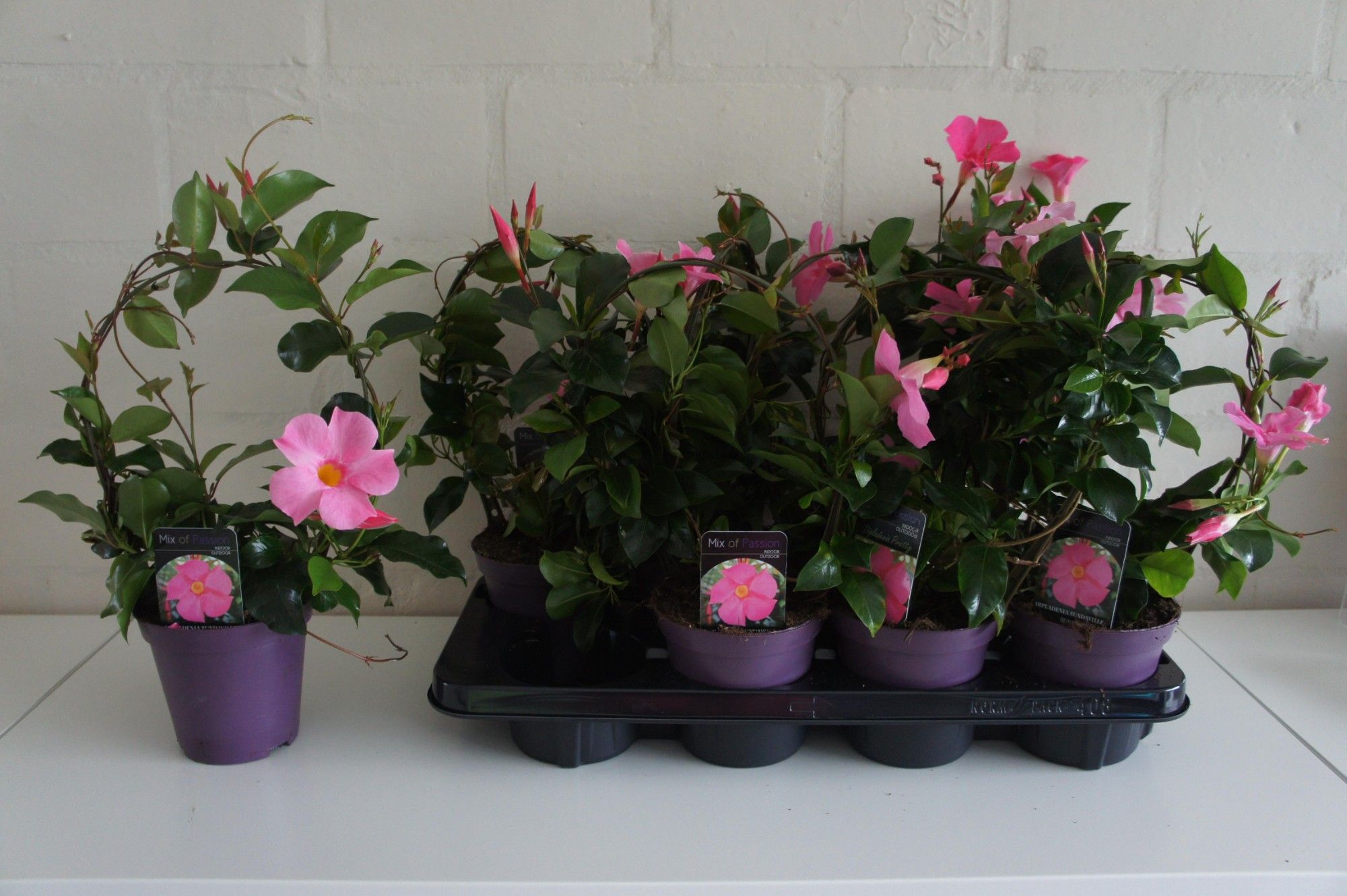 550 PLC : Pot 13 cm Mandevilla Sundaville Pretty Rose, D 13