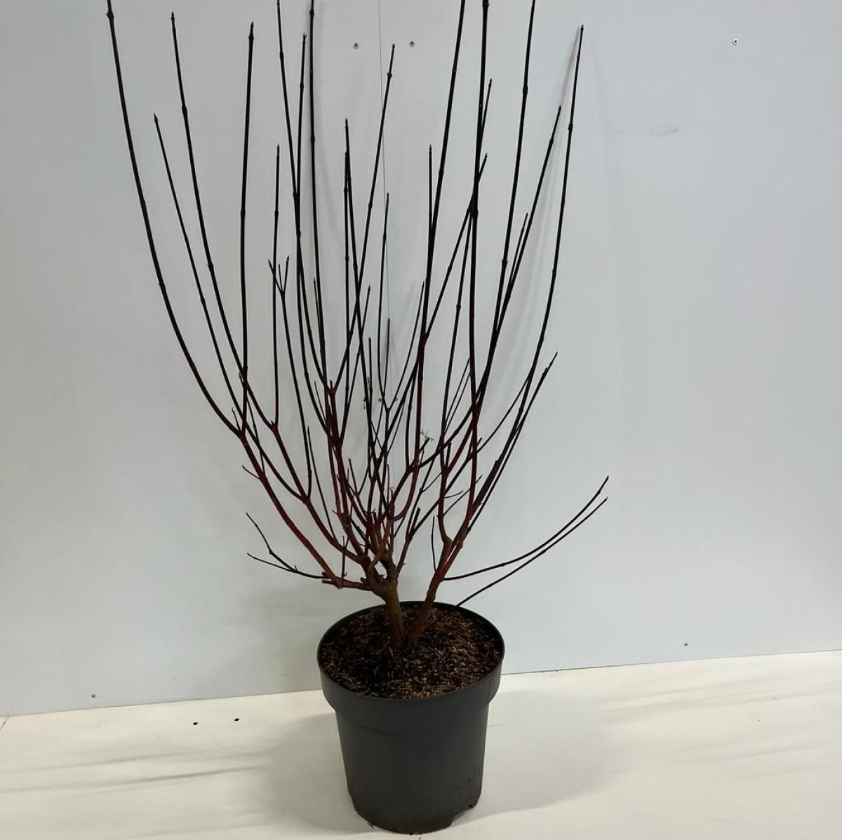 Cornus alba 'Kesselringii', D 32 cm