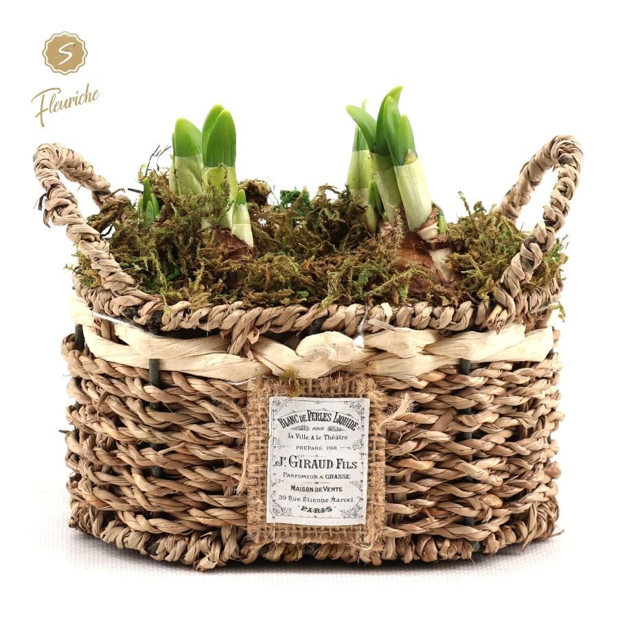 (2400) Narcissus Seagrass Basket Mos, D 10 cm