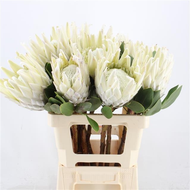 Протея Айова Арктик Айс 60, шт.