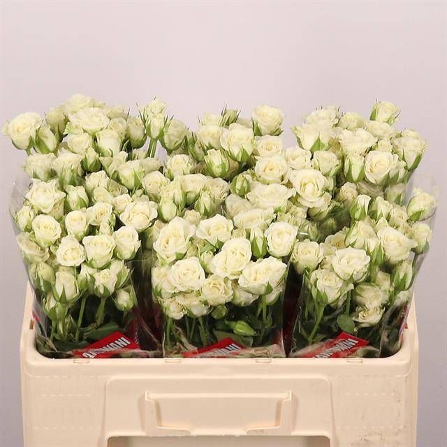 Роза куст. Сноуфлейк 50, шт.