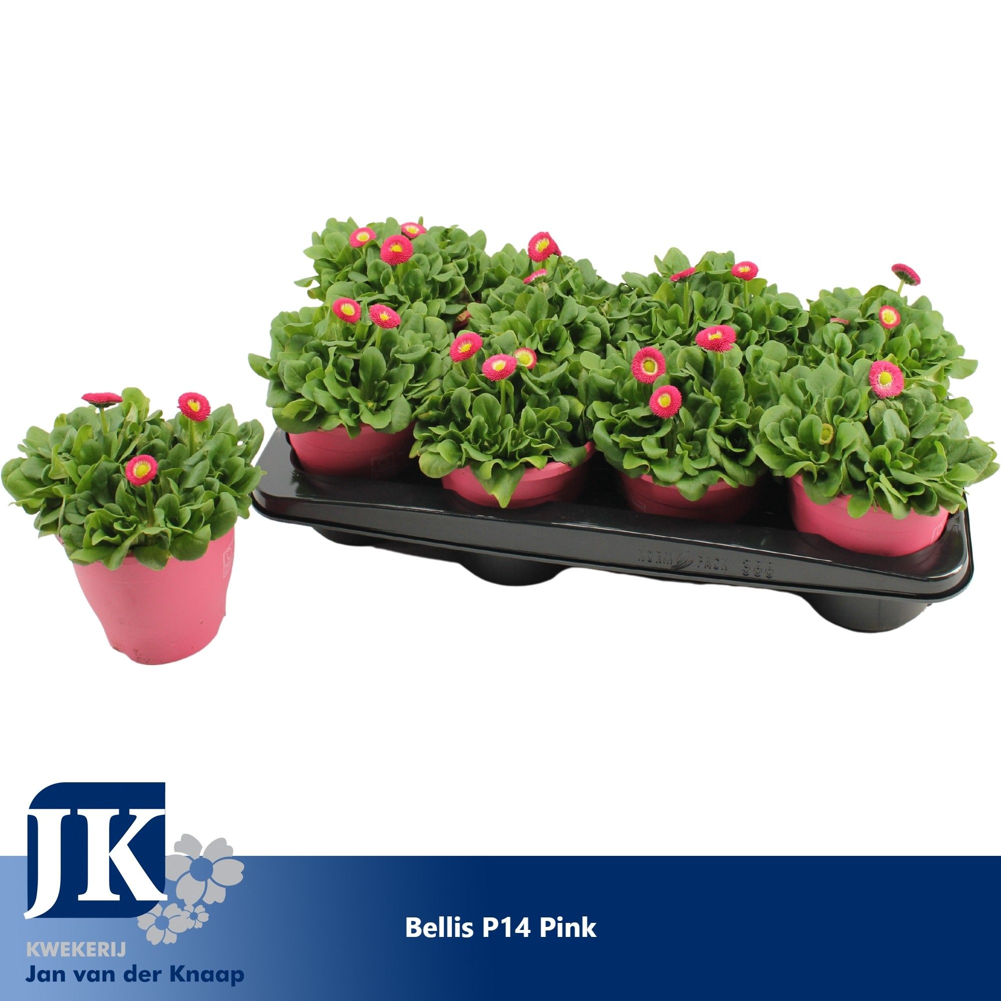 Bellis p14 TST pot Pink, D 14