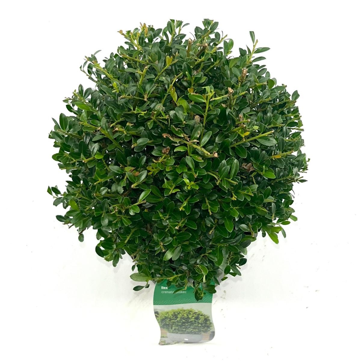 Ilex crenata 'Stokes', bol, D 17
