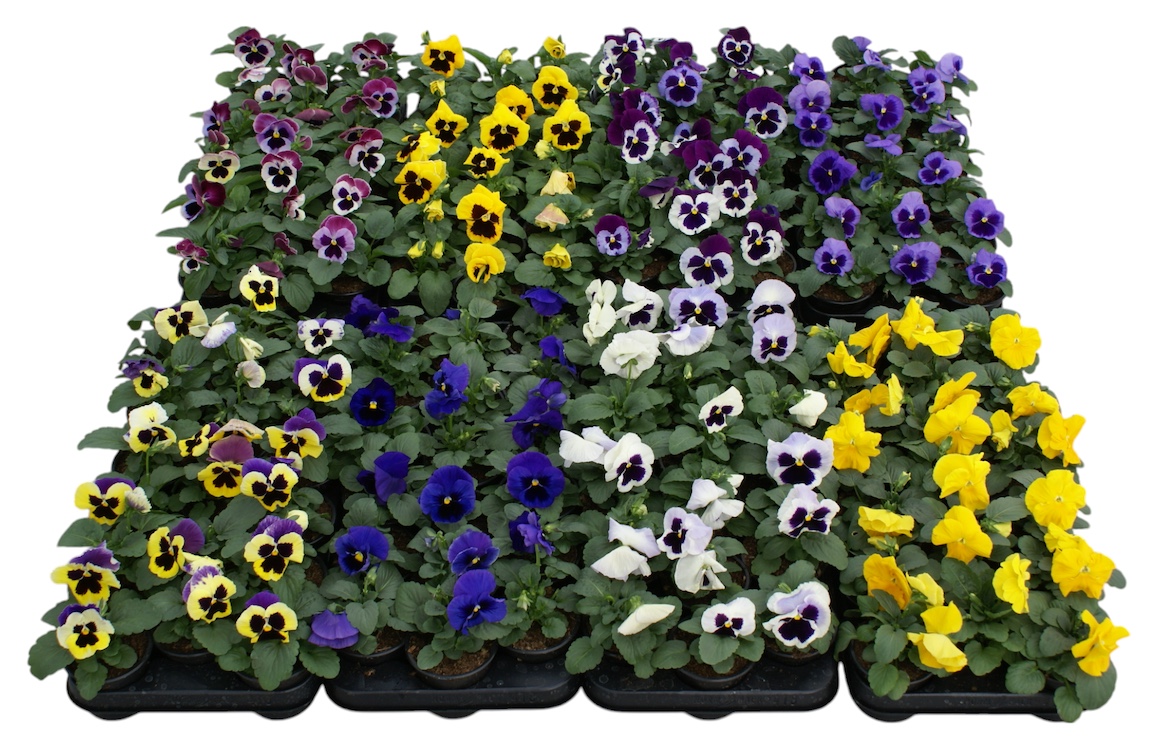 Viool F1 diverse kleuren p9, D 9 cm Viool F1 diverse kleuren p9, D 9 cm