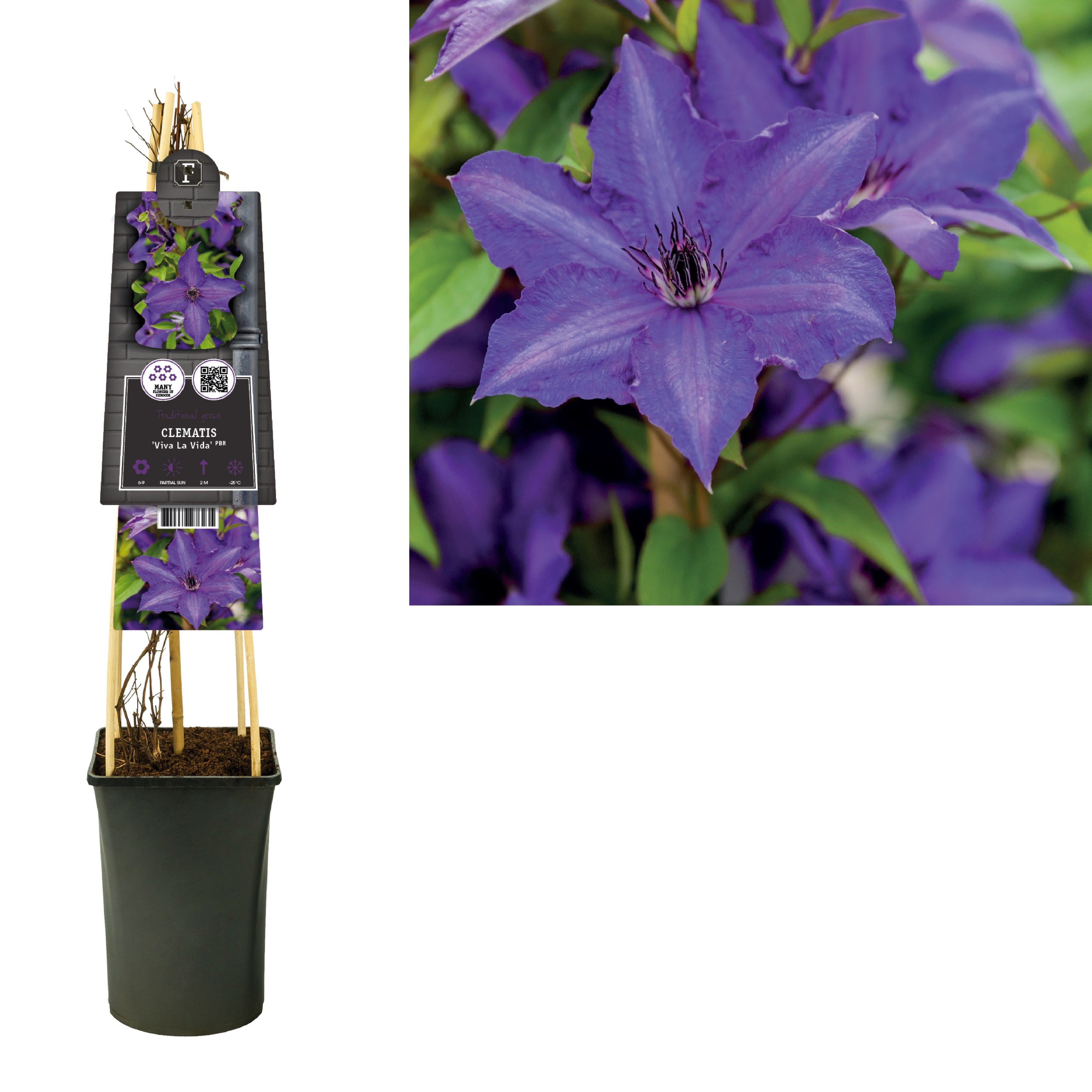 Clematis ‘Viva La Vida’ PBR +3.0 label, D 17