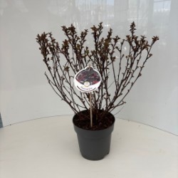 Physocarpus opulifolius 'All Black', D 17