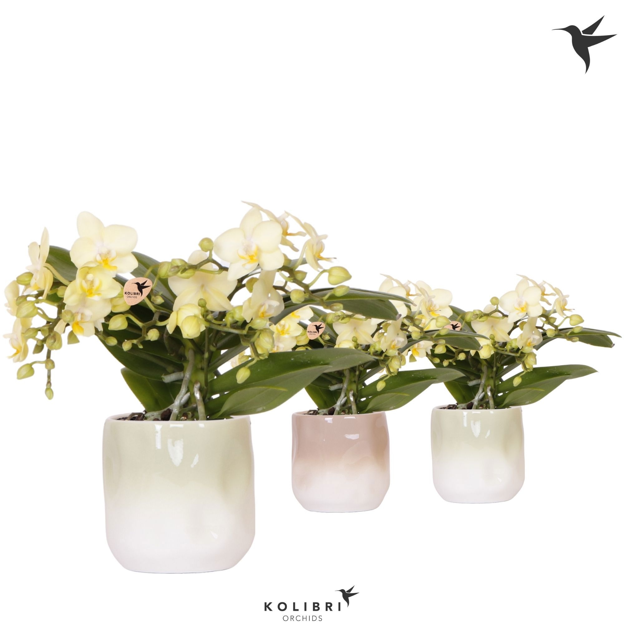 Kolibri Orchids Phalaenopsis Botanic yellow 4 spike in Gradience pot sand mix, D 9