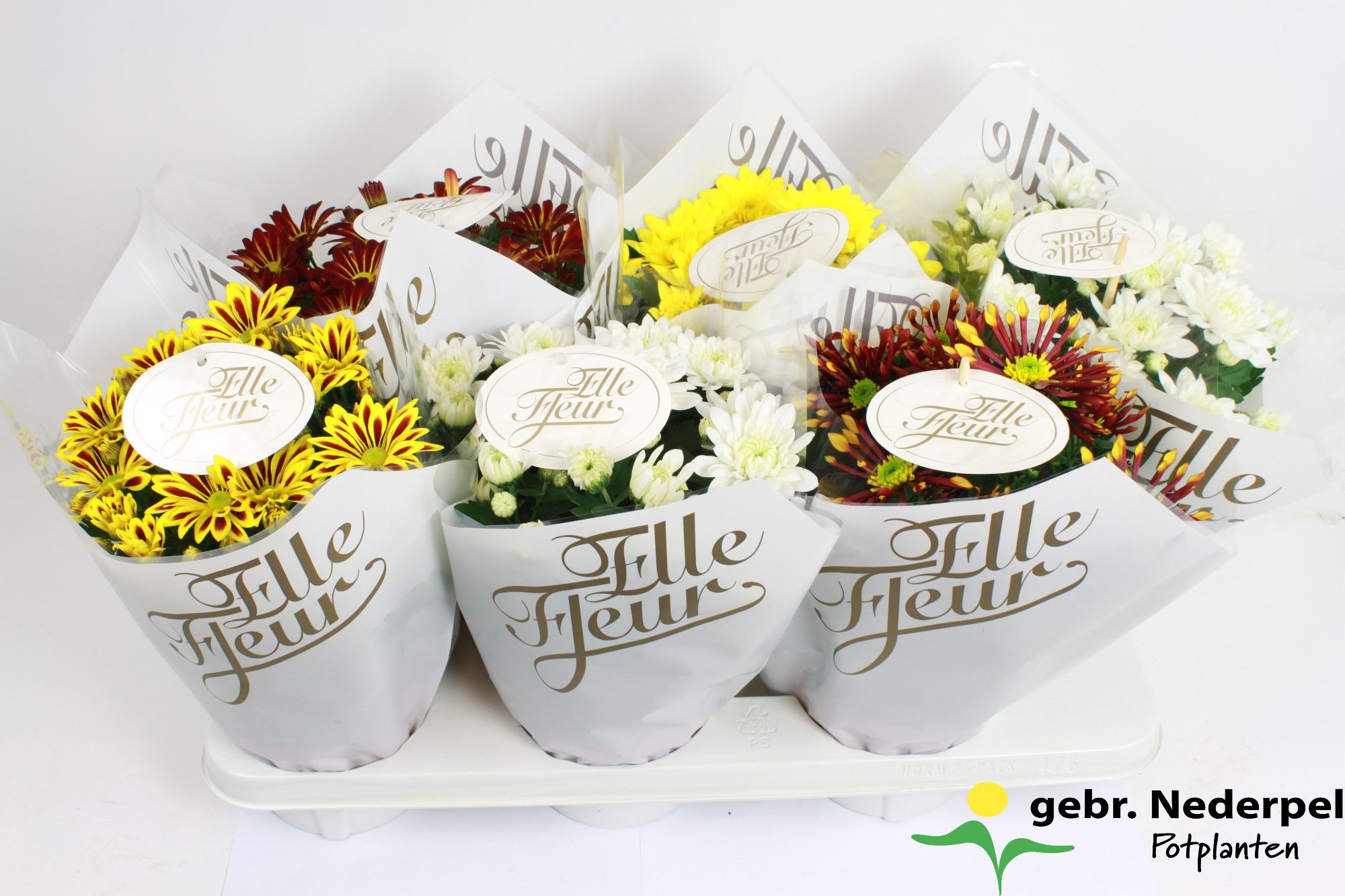 Elle Fleur Mix Gold, D 14