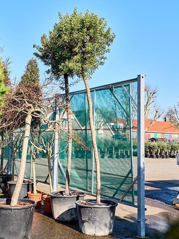 Pistacia lentiscus (420-450), D 80 cm