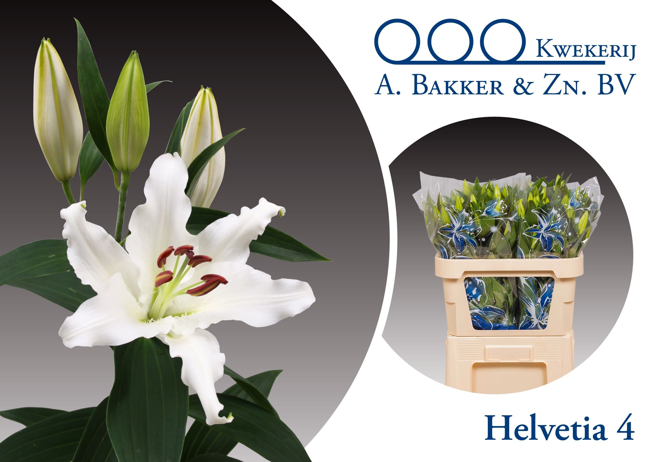 Лилия Хельветия 75, шт.