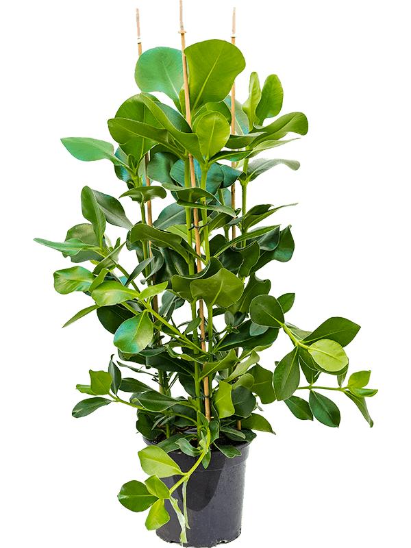 Clusia rosea, D 27 cm