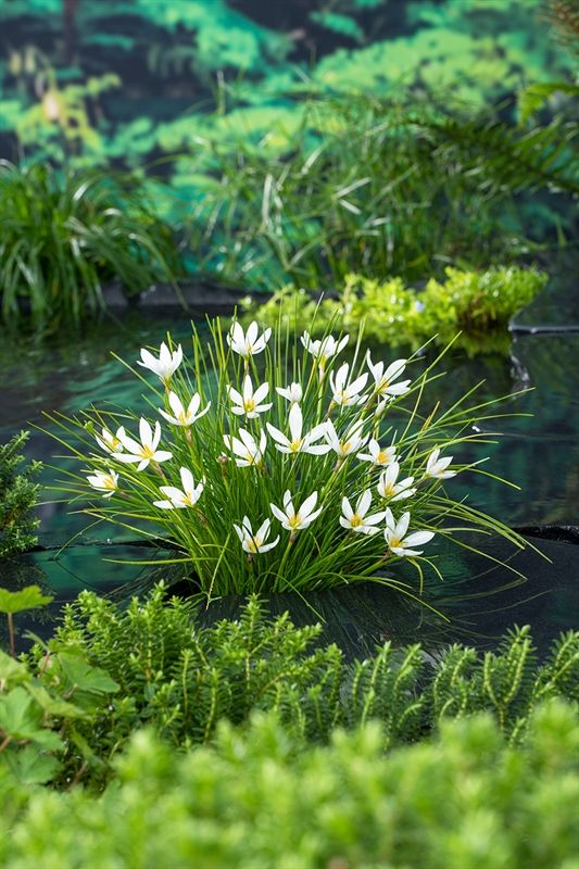 Zephyranthes candida, D 9
