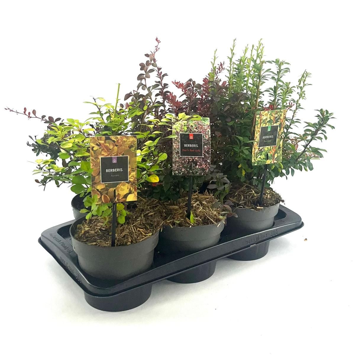 Berberis thunbergii, D 17