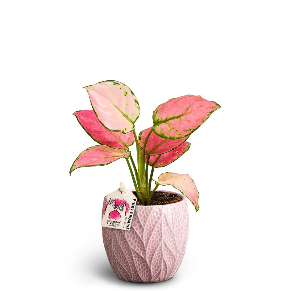 AGLAONEMA COMMUTATUM 40900136 Leaf Rosa Pinky Promise, D 10