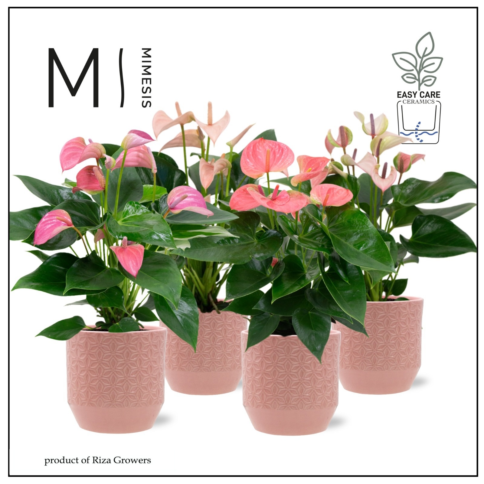 Mimesis Anthurium KARMA Pink mix 12cm - Tala, D 9