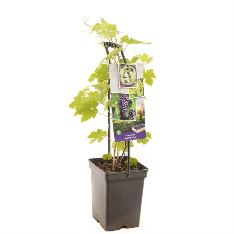 Vitis vin. Boskoop Glorie - draagbe Blauwe druif, D 18