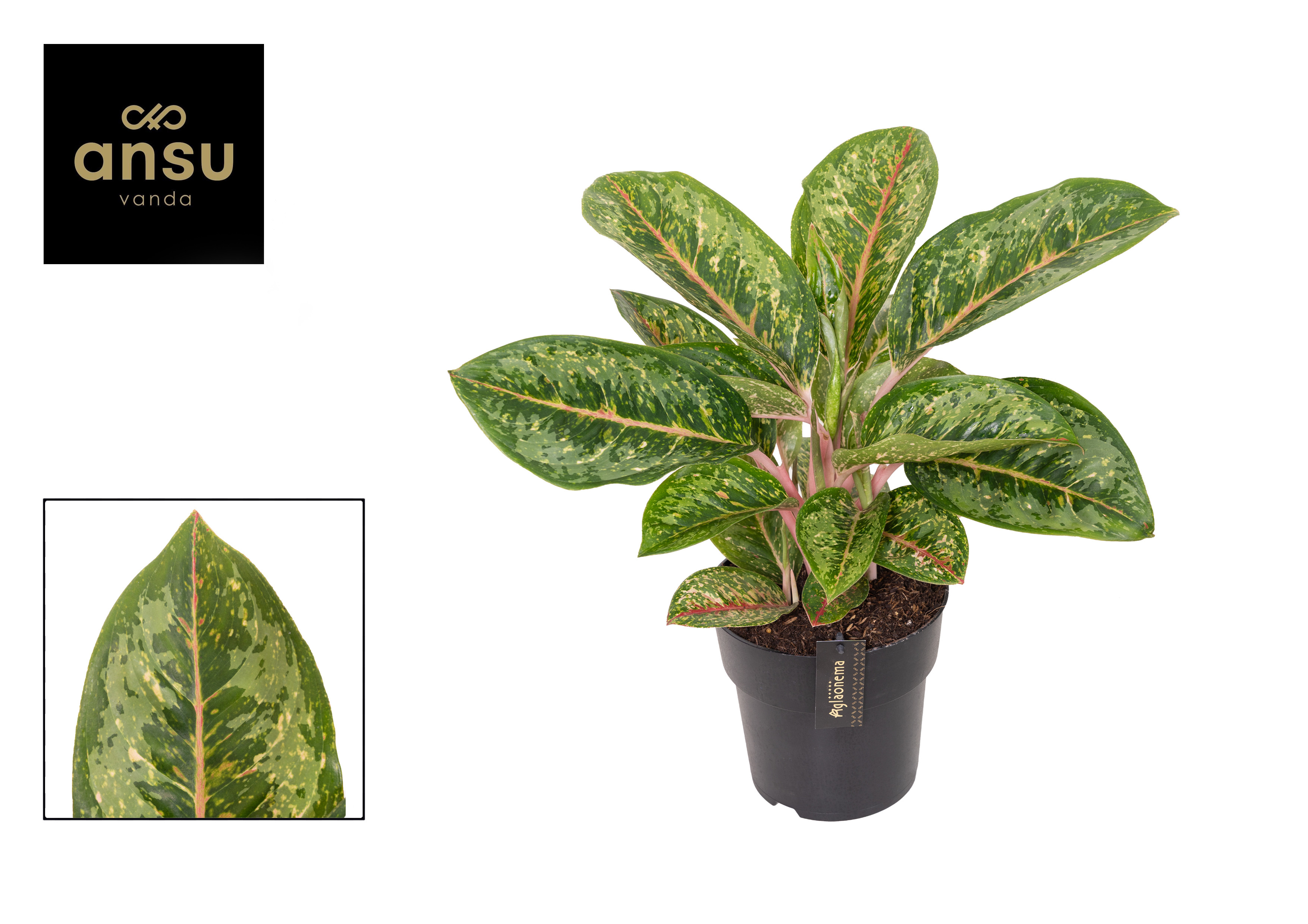 Aglaonema Camo Coralie, D 19