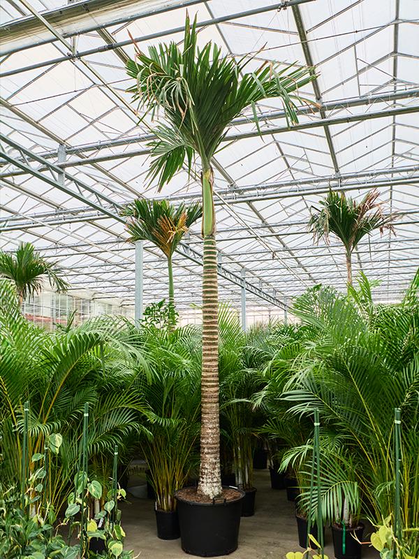 Areca catechu dwarf (450-525), D 70 cm