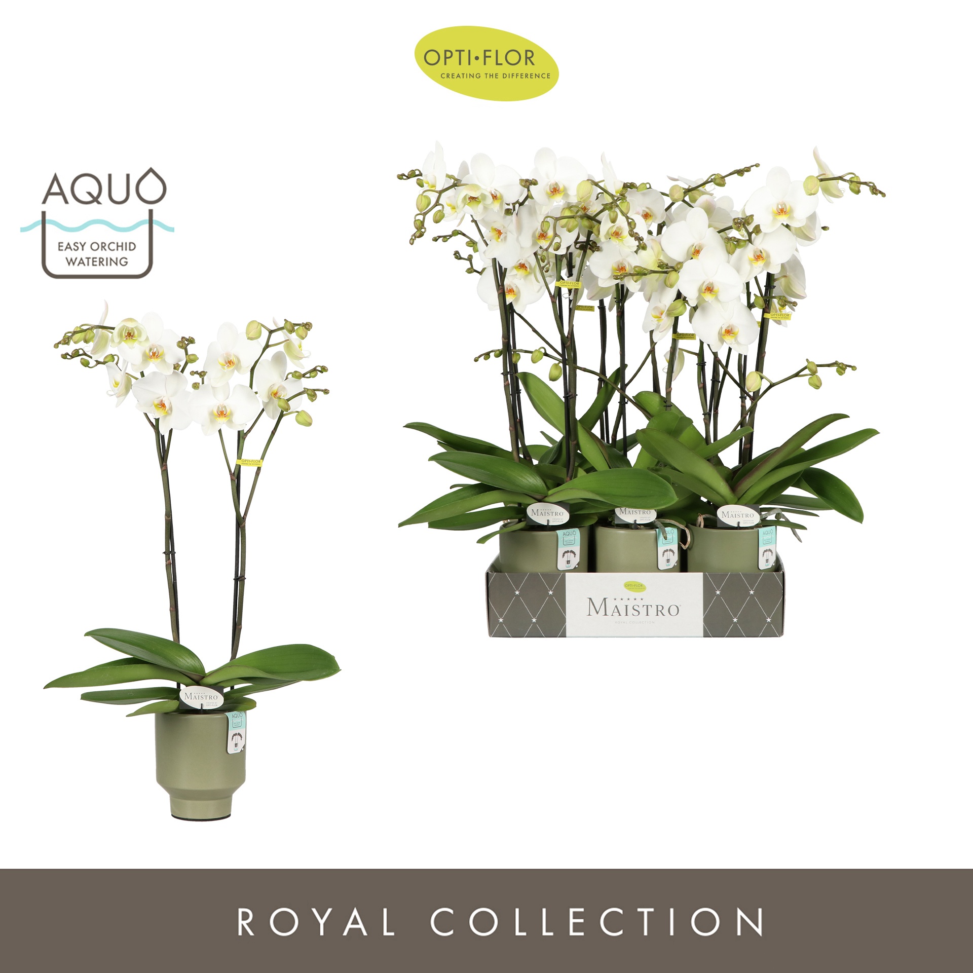 Maistro Beethoven 2 spike 60 cm in Emilia Green Aquo, D 12 cm