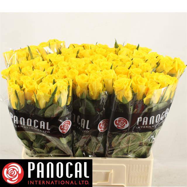 Роза од. Мунвок 60, шт.