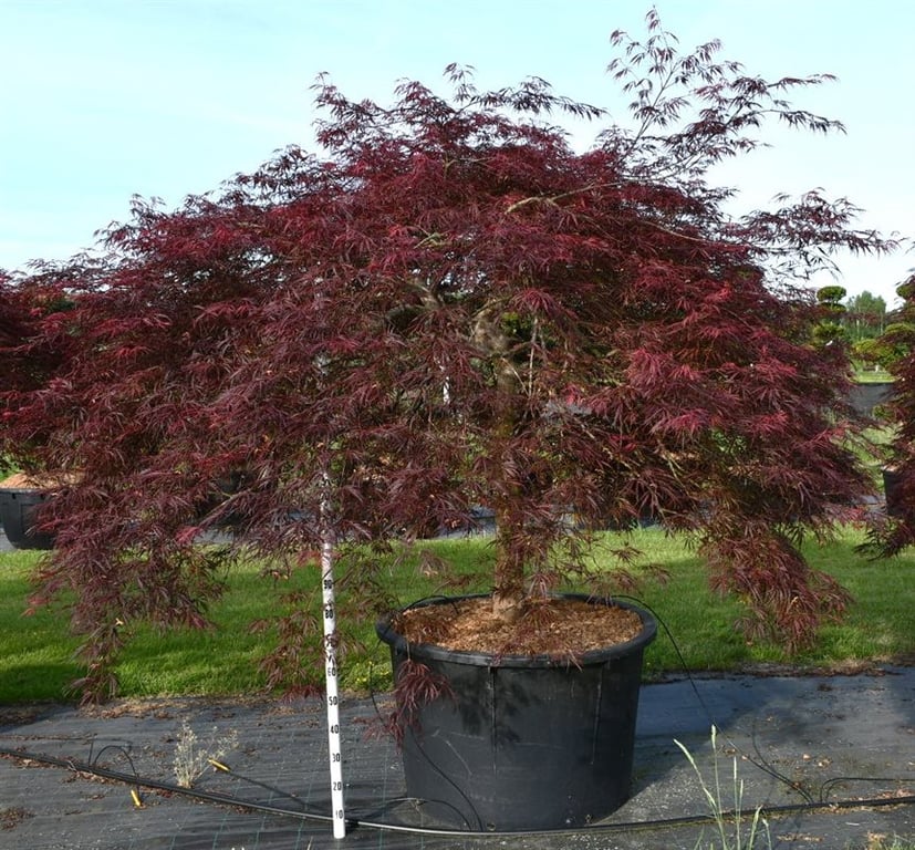 Acer pal. 'Inaba-shidare', D 110