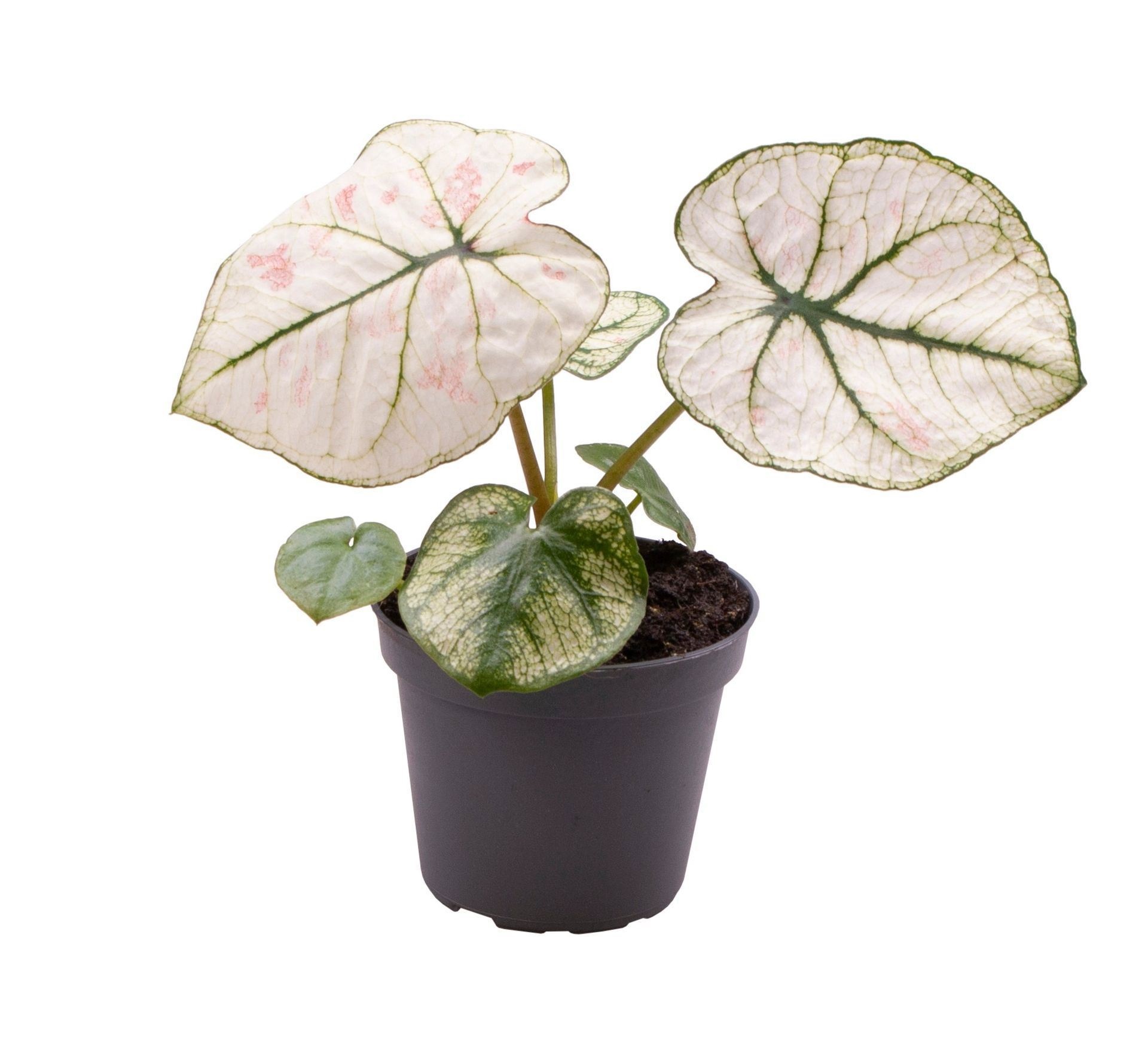 Caladium Kelly, D 6