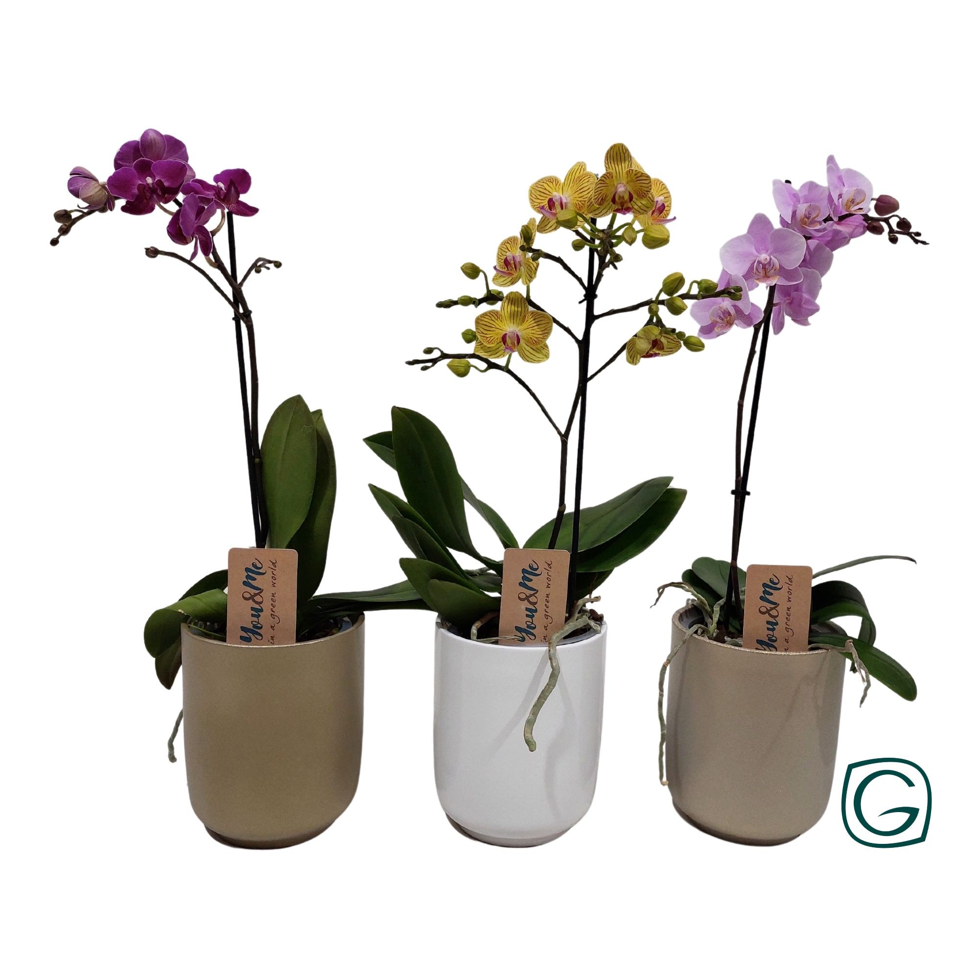 Multiflora 1tk mix in Kerst-mix keramiek, D 12