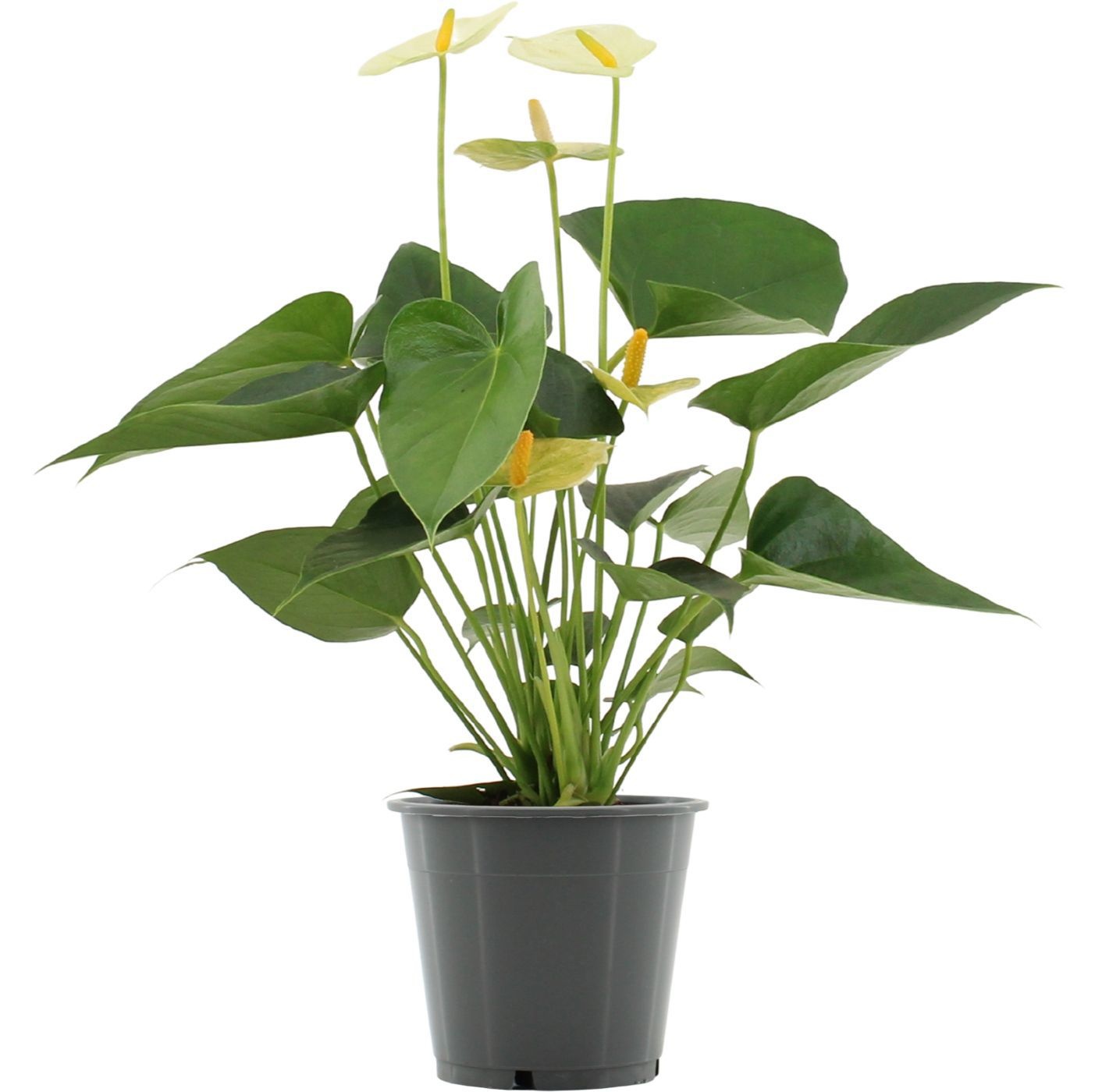 Anthurium 12 cm Vanilla in transparant sleeve, D 12