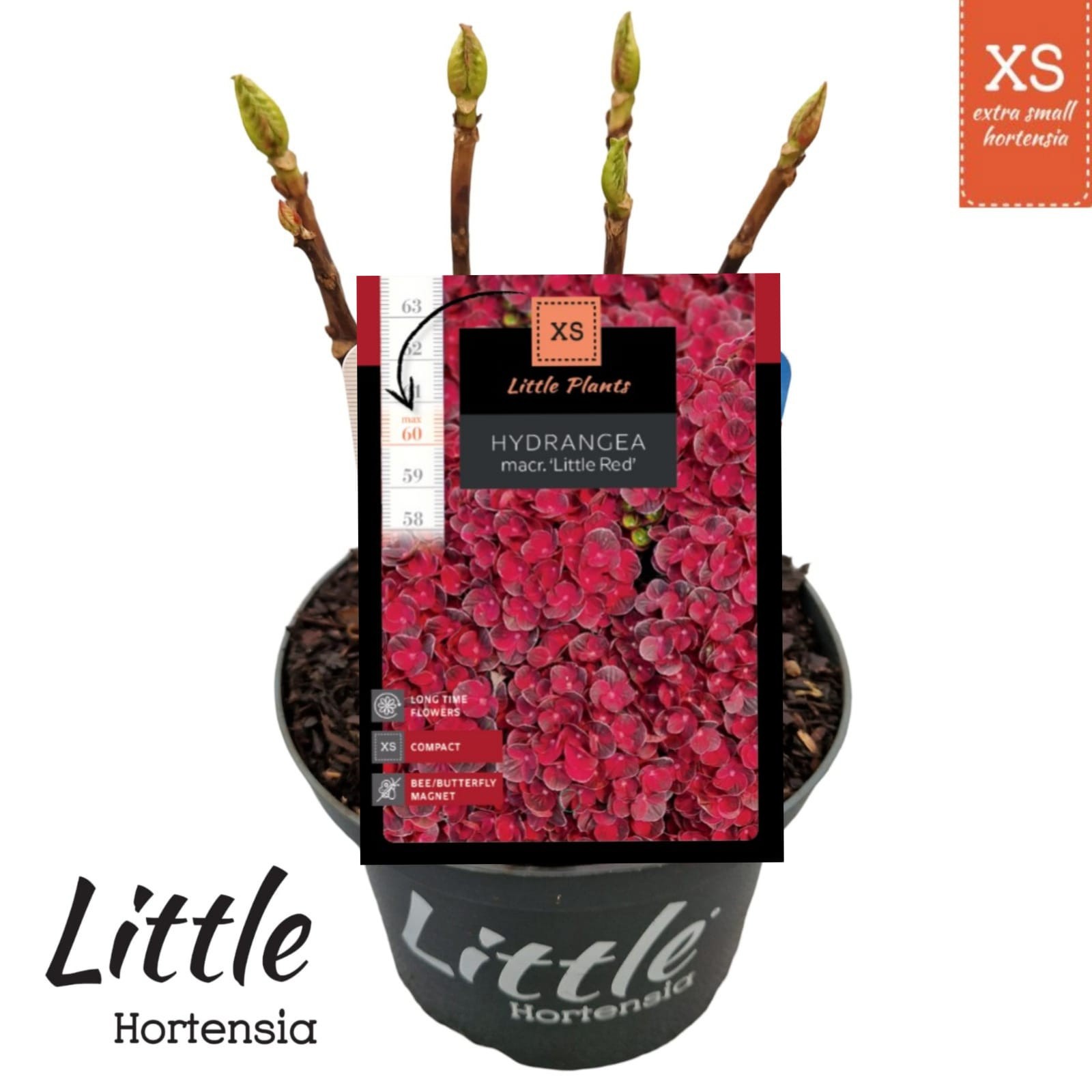 Hydrangea macr. 'Little XS Red', D 17