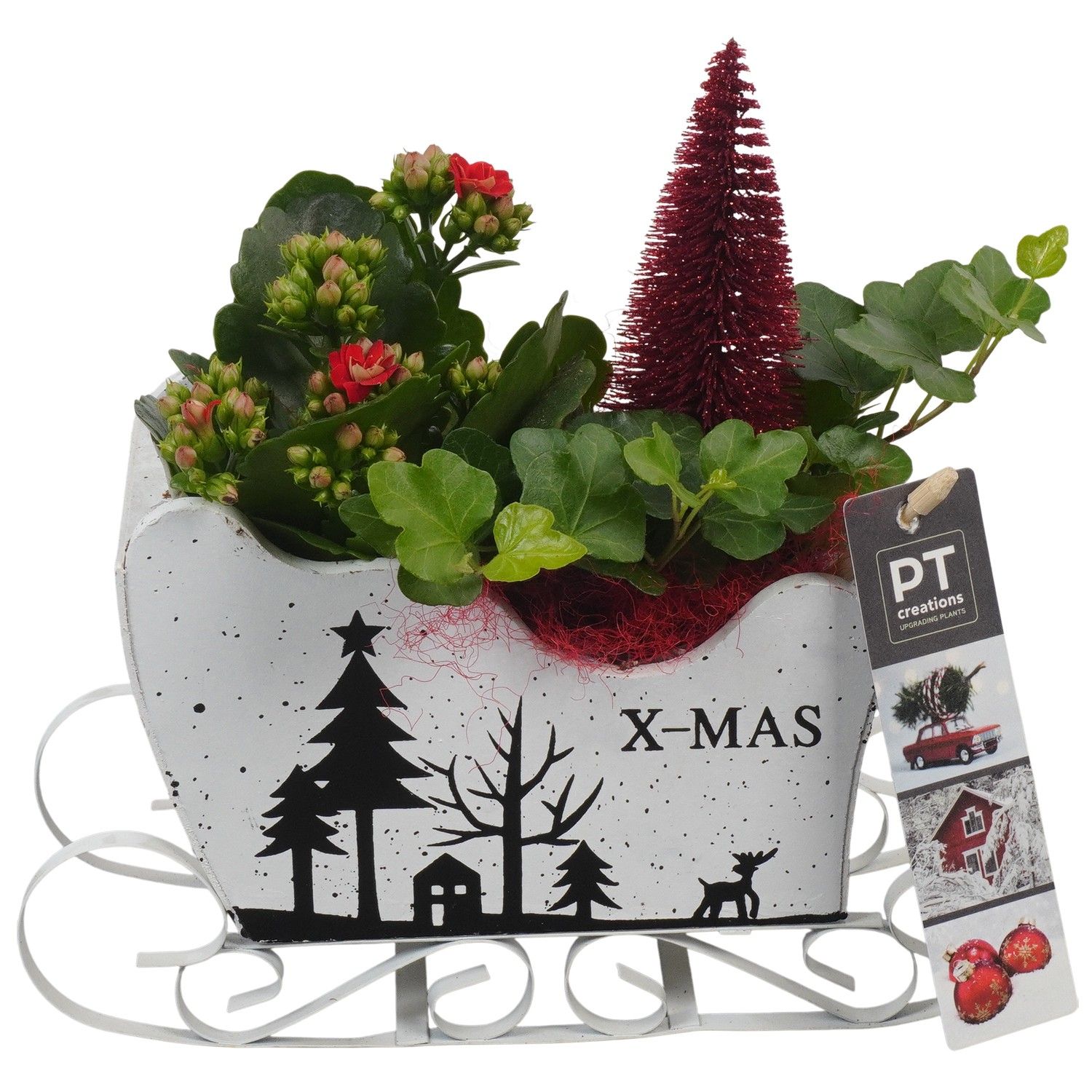 PTCHR7395 Arrangement Christmas Red in houten slee, D 19 cm