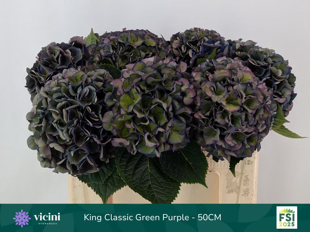 Гортензия Роял Кинг Классик 50, шт.