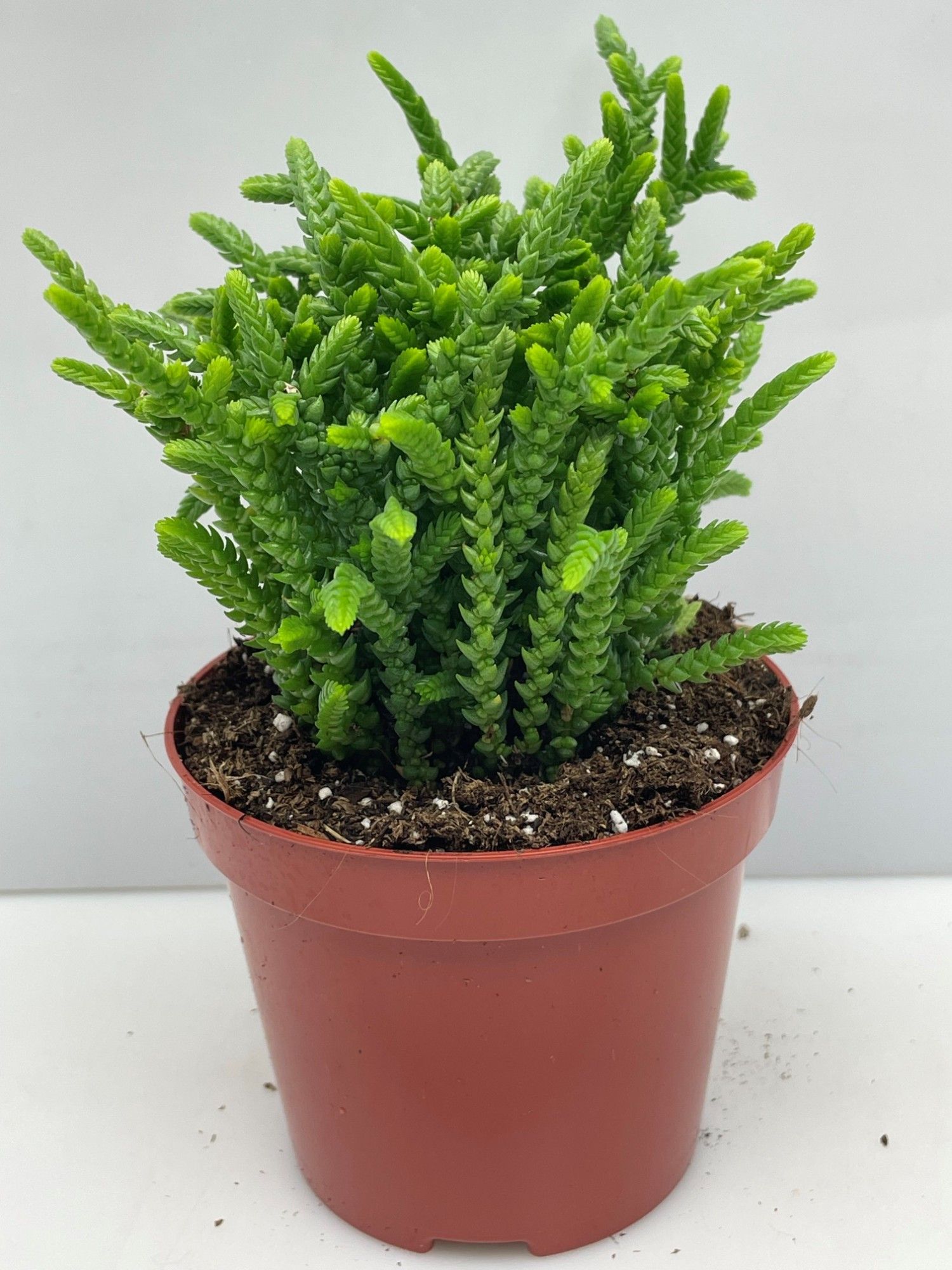 340 Crassula Muscosa 8,5 cm, D 8,5