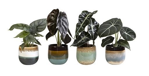 Alocasia Mix L 65531, D 6