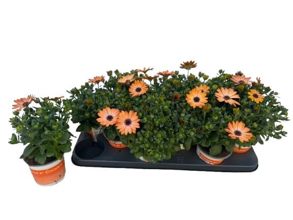 Osteospermum Orange Bright, D 10,5