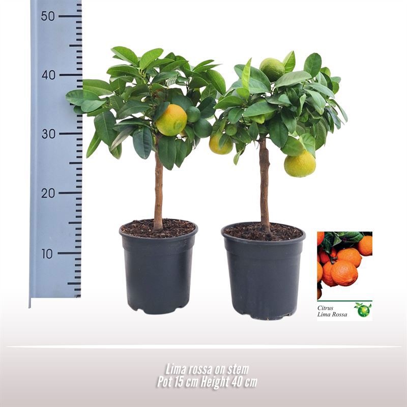 Lima rossa op stam, D 15