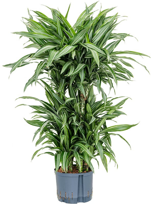 Dracaena fragrans 'Ulises', D 25