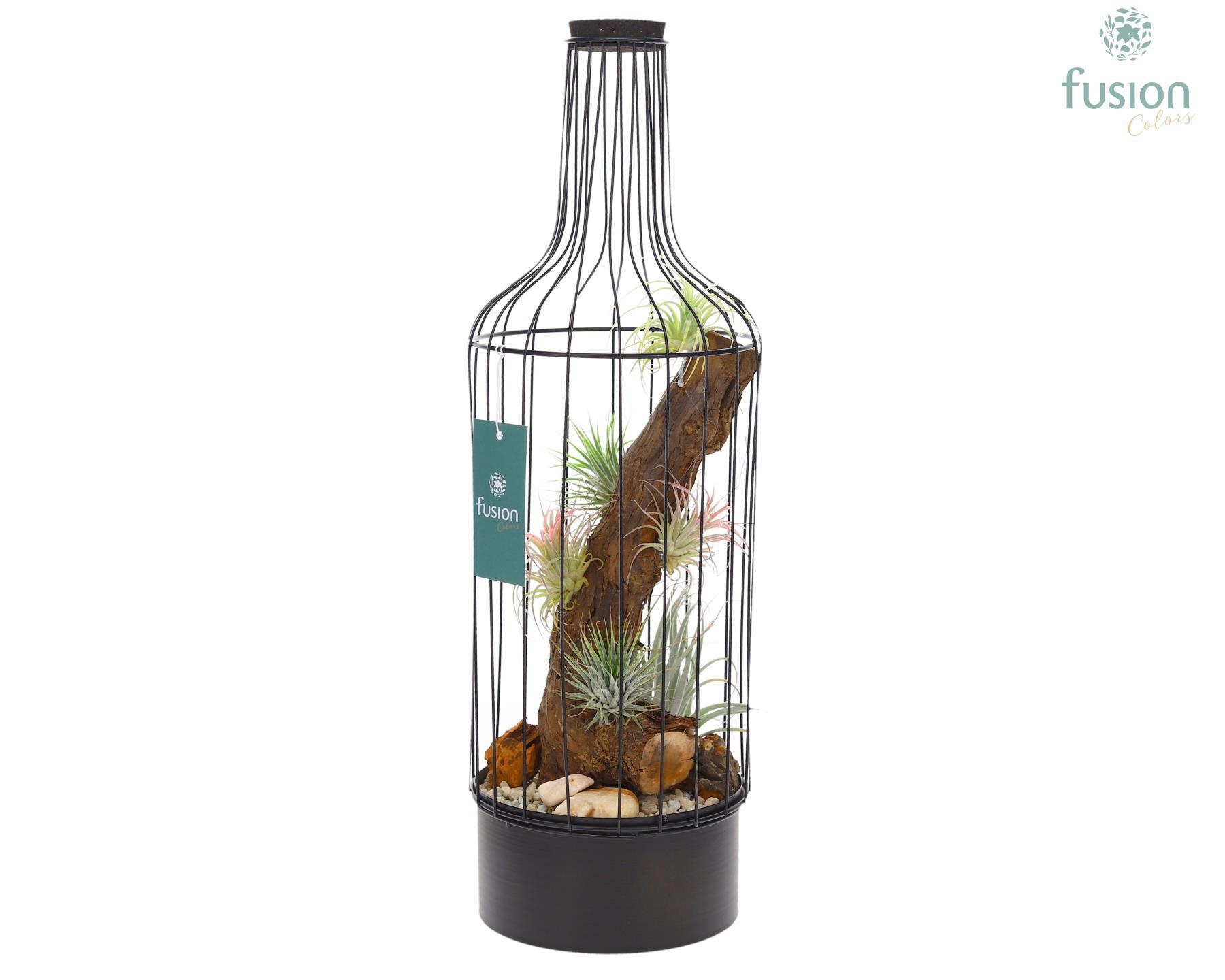 Metaal fles zwart Large met Tillandsia Air Plants, D 15