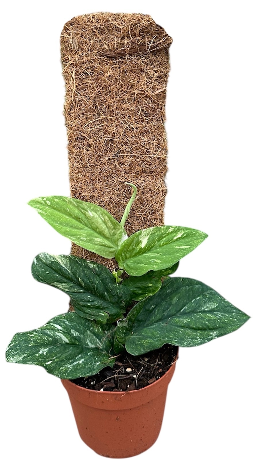 Rhaphidophora Korthalsii Variegata, D 14