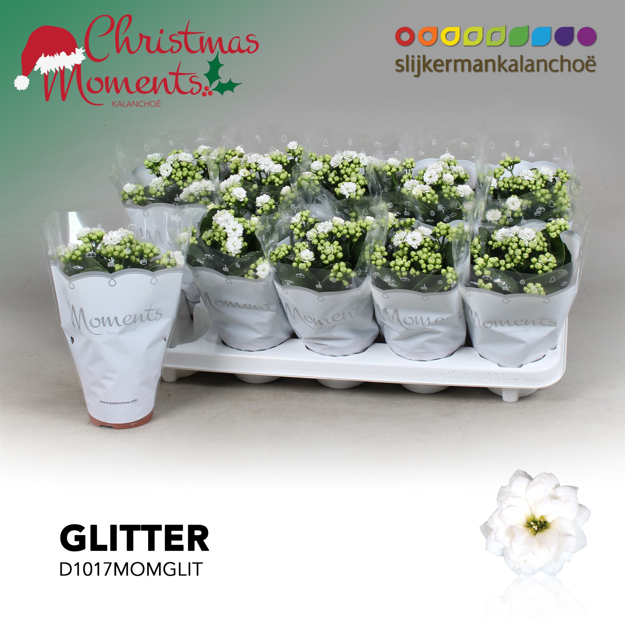 Kalanchoe Moments - White with glitter - kerst, D 10,5 cm Kalanchoe Moments - White with glitter - kerst, D 10,5 cm