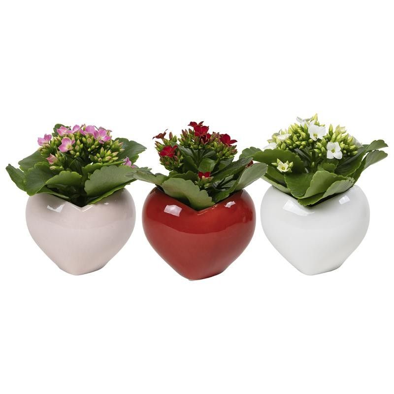 Heart with Kalanchoe, D 6