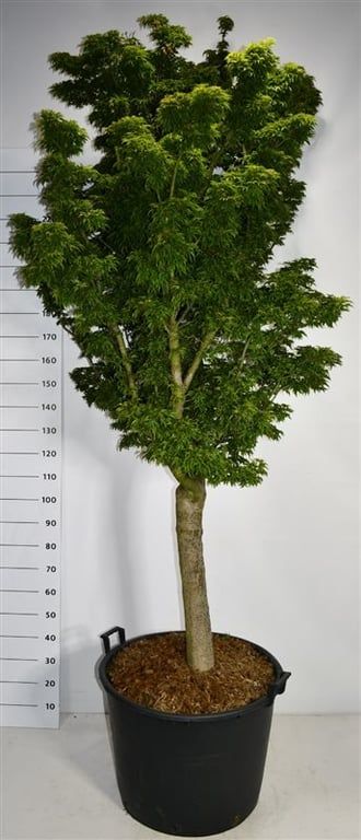 Acer pal. 'Shishigashira', D 65