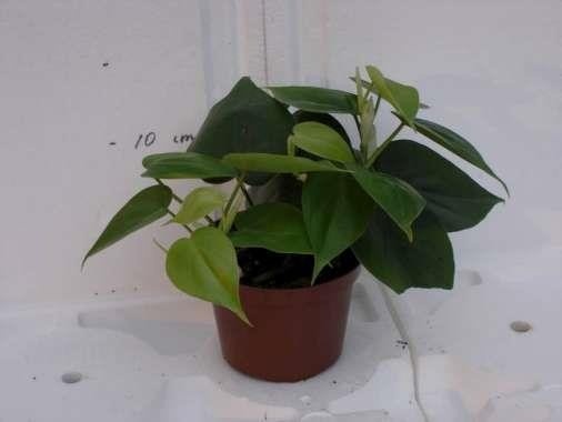 PHILODENDRON SCANDENS, D 10